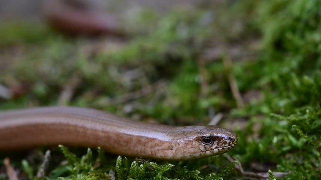 Male common slowworm / blindworm (Anguis fragilis) close up of head on moss in forest in spring
