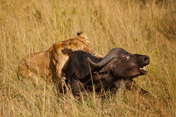 Fototapeta na wymiar Lion hunt buffalo, lion kill buffalo, bloody lion hunt, lion hunt