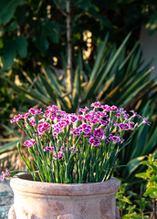 purple flowers in the garden