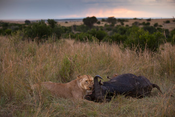 Lion hunt buffalo, lion kill buffalo, bloody lion hunt, lion hunt