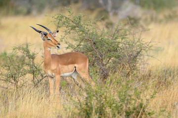 Impala Aepyceros