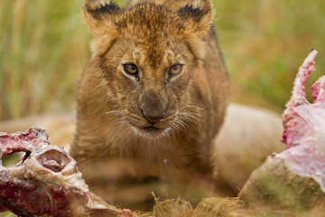 Lion hunt buffalo, lion kill buffalo, bloody lion hunt, lion hunt