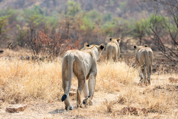 Obraz na płótnie Canvas Three lionesses walking through dry brown grass hunt for food