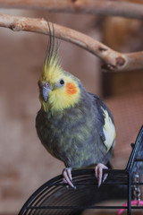 A cockatiel breed parrot sits on a cage in an apartment. Exotic pets from tropical countries.