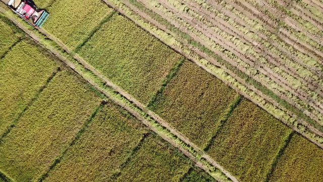 Combine Harvester Working On Farmland 4K Aerial Shot