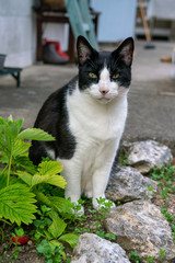 Cats in country garden