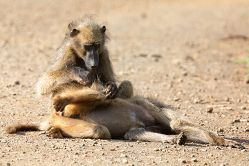 Two baboons relax cleaning each other from insects and fleas
