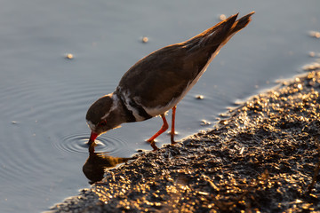 Lone Three-banded Plover foraging for insects in the shallow water