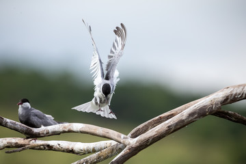 Whiskered tern in flight landing on branch with wings spread