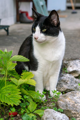 Cats in country garden