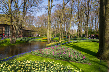 blooming flowers in the largest Keukenhof park in the Netherland