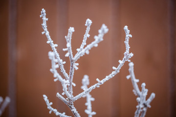 Frost-covered bushes in winter