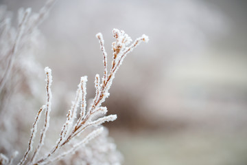 Frost-covered bushes in winter