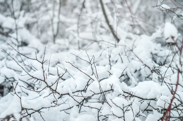 Wild beauty of the winter nature of rural Russian remote places. Bushes shrubs and tree branches in the snow