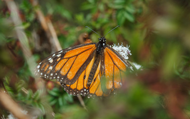 Monarch butterfly on a branch