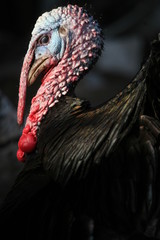 turkey black