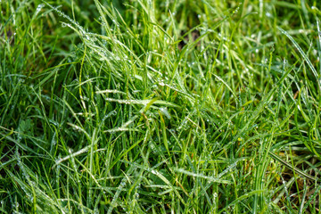 Close up of dew on green grass