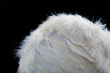 Wings with white feathers on black background