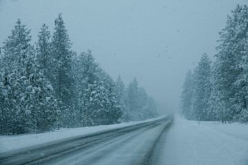 Empty road in Idaho crosses the snowy spruce forest during an intense snowstorm.