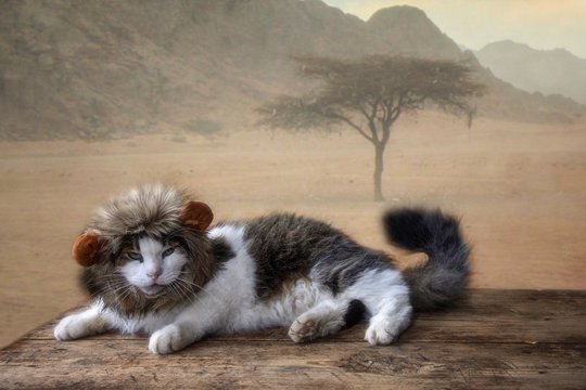 Funny cat with a lion's mane on a desert background
