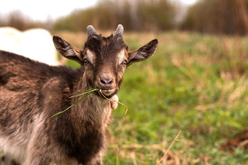 Little cute goatling chewing grass in the field.