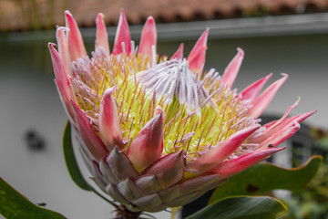 Protea Madeira