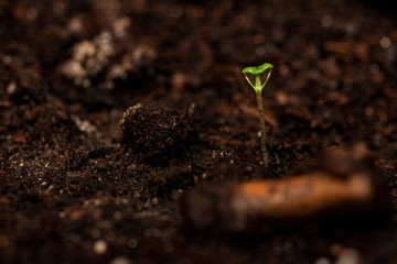 Young sprout of a vegetable marrow sprouted through soil