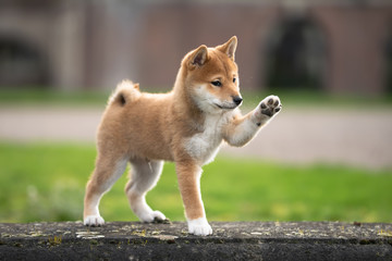 Shiba Inu Welpe Portrait