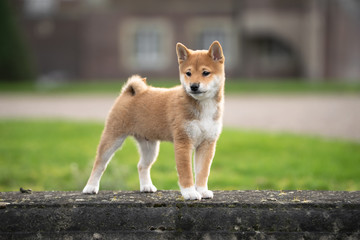 Shiba Inu Welpe Portrait