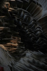motley turkey plumage