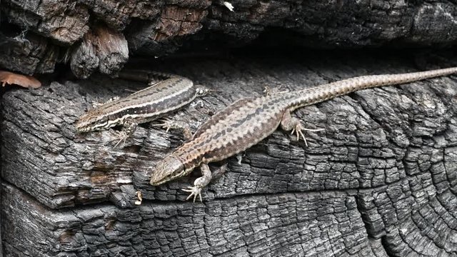 Two common wall lizards (Podarcis muralis / Lacerta muralis) basking in the sun on scorched tree trunk