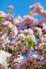 delicate flowers of cherry blossoms in the sun on the blue sky