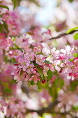 Obraz premium delicate flowers of cherry blossoms in the sun on the blue sky