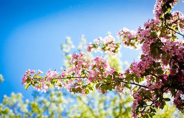 delicate flowers of cherry blossoms in the sun on the blue sky