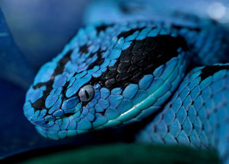 closeup of snake