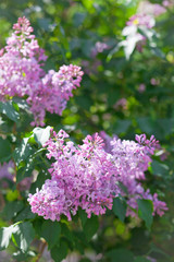 delicate flowers of cherry blossoms in the sun on the blue sky