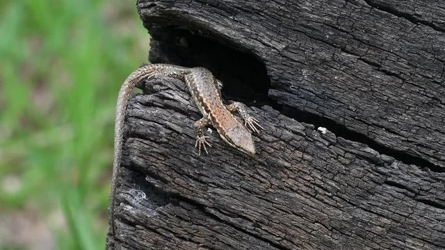 Two common wall lizards (Podarcis muralis / Lacerta muralis) emerging from gaps in scorched tree trunk