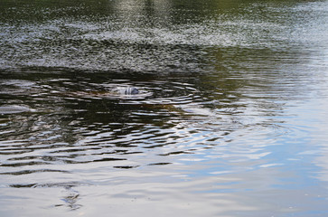 View of manatees underwater at the Manatee Park near the Florida Power and Light Company in Fort Myers, Florida,