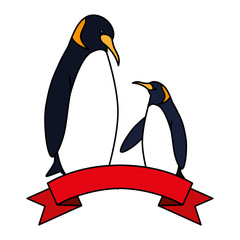 emperor penguins couple on white background