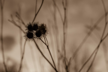 Old withered burdock in winter, black and white photo, burdock seeds