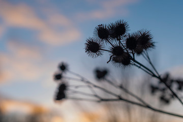 Silhouettes of old withered burdock, colorful, burdock seeds, abstract, sky and clouds, nice bokeh