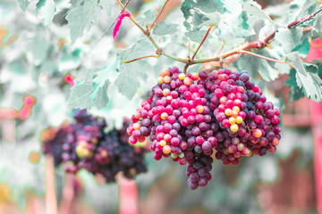 Bunches of Flame Seedlessฺ grapes of the vineyard in the organic fruits farm