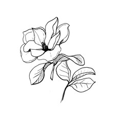 Blossom of Magnolia. Hand draw sketch. Outline Flower and leaves