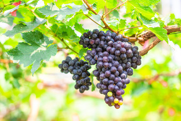 ฺBunches of ripe Black Opal seedless grapes (Vitus Vinifera) of the vineyard in the organic greenhouse farm
