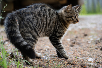 Naklejka na ściany i meble Tabby cat in an aggressive stance, on the street.
