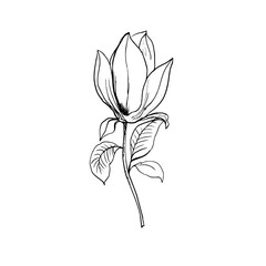 Blossom of Magnolia. Hand draw sketch. Outline Flower and leaves