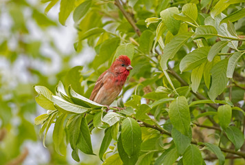 Male common rosefinch (Carpodacus erythrinus). The common rosefinch (Carpodacus erythrinus) or scarlet rosefinch is the most widespread and common rosefinch of Asia and Europe.