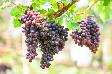 ฺBunches of ripe Black Opal seedless grapes (Vitus Vinifera) of the vineyard in the organic greenhouse farm