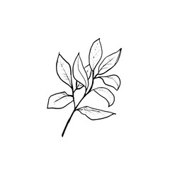Branch with leaves. Hand draw sketch. Outline leaf isolated on the white background.