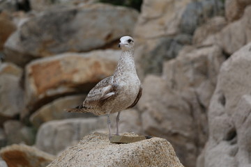 Gaviota